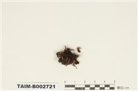 藏品(曲尾苔科)的圖片